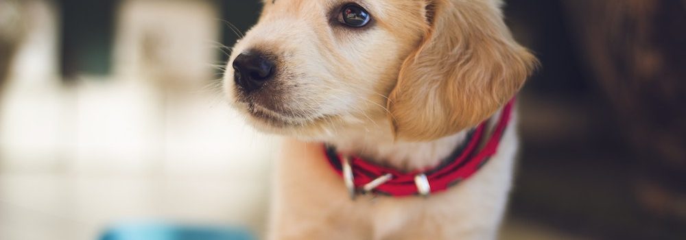 pet health insurance Denver CO